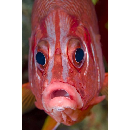 Colorful squirrelfish, Papua, Indonesia